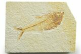 Detailed Fossil Fish (Diplomystus) - Wyoming #363913-1